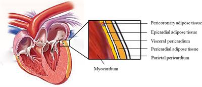 The role of epicardial adipose tissue dysfunction in cardiovascular diseases: an overview of pathophysiology, evaluation, and management